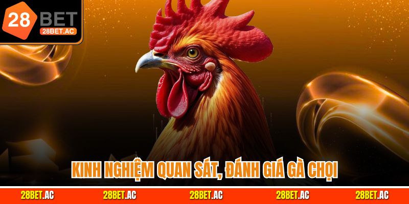 Kinh nghiệm quan sát, đánh giá gà chọi